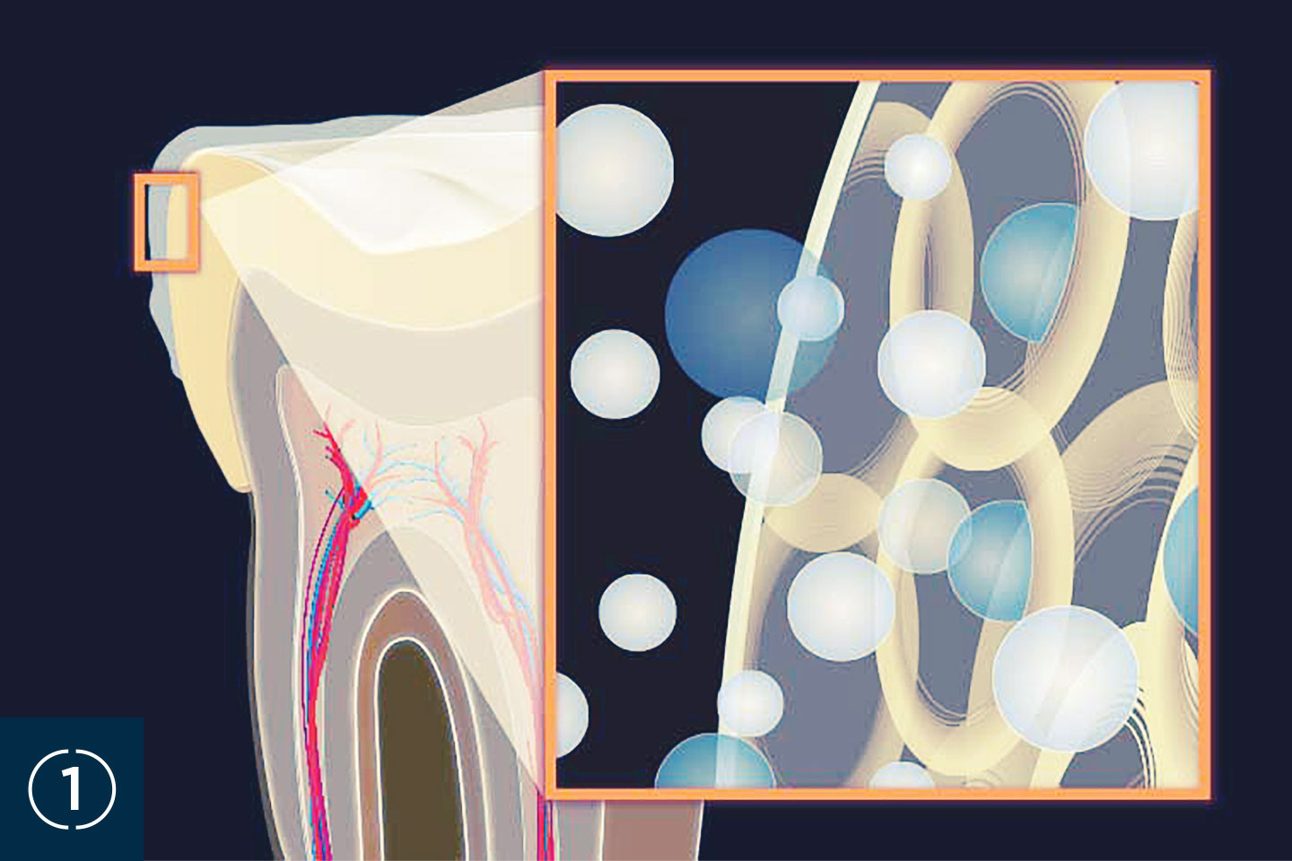 ホワイトニング材は、 歯のエナメル質、象牙質に対し反応